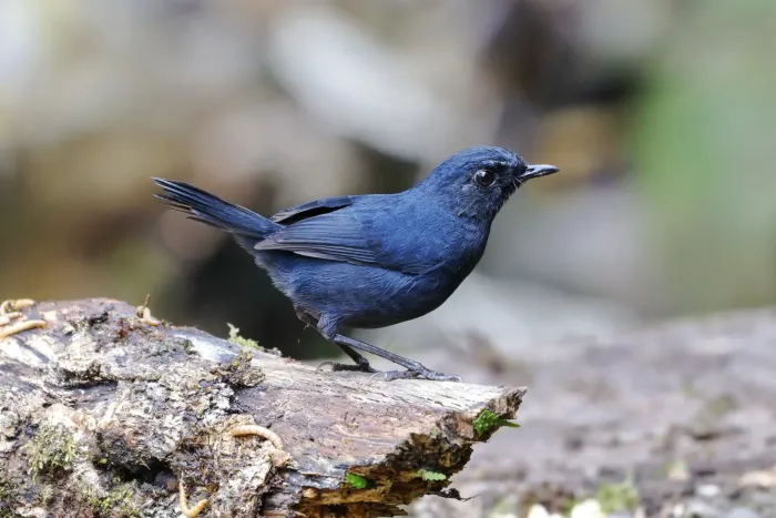 File:Brachypteryx erythrogyna - Лариса Артемьева - 596335973.jpeg