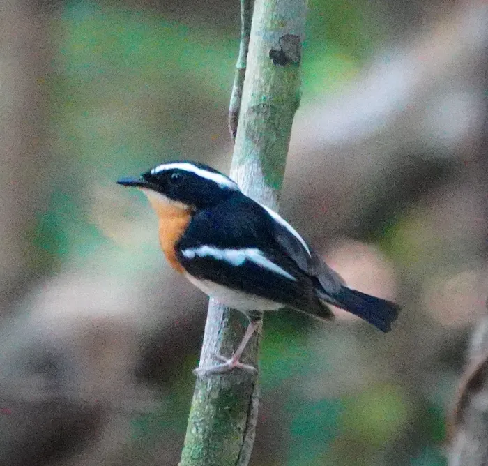 File:Ficedula riedeli - desertnaturalist - 332046790.jpeg