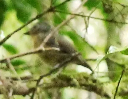 File:Ficedula bonthaina - Muhammad Sigit - 68015974.jpeg