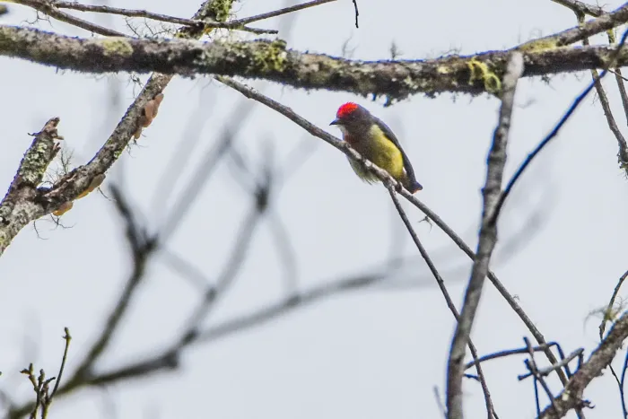 File:Dicaeum geelvinkianum - Jay Pruett - 336706321.jpeg