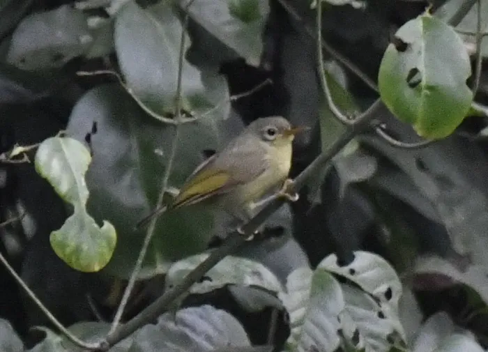 File:Deleornis fraseri - Zac Peterson - 555410603.jpeg