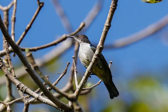 File:Anthreptes neglectus - Tom Field - 477189072.jpeg