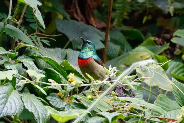 File:Cinnyris usambaricus - Tom Field - 477699870.jpeg