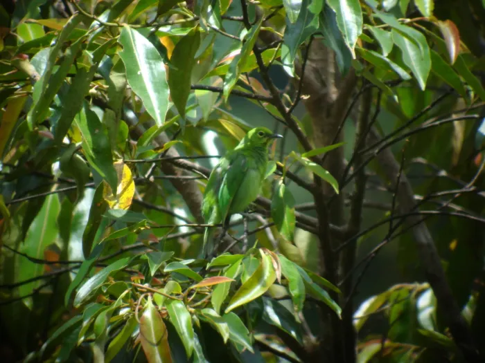 File:Chloropsis media - James Eaton - 351191890.jpeg