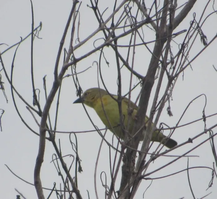 File:Ploceus heuglini - Lucky Okpanachi Atabo - 152287727.jpeg