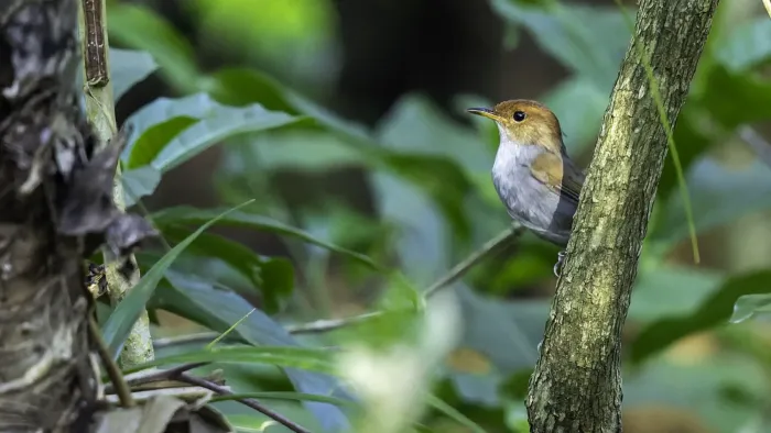 File:Tesia everetti - rjtizard - 605200738.jpeg