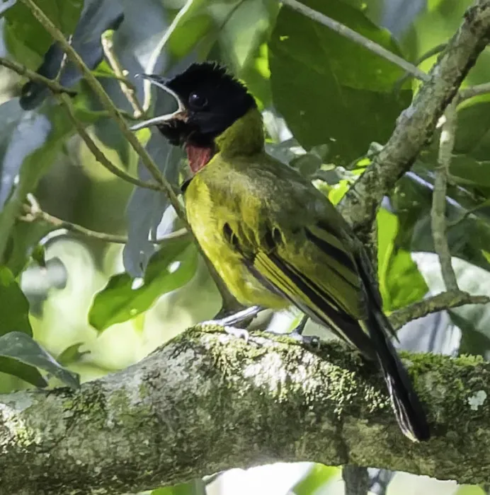 File:Pachycephala nudigula - rjtizard - 605199906 (cropped).jpeg