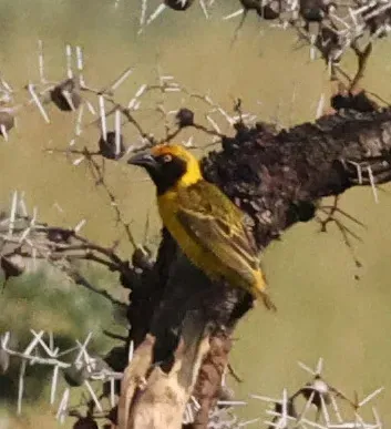 File:Ploceus spekeoides - alanbedfordshaw - 625009872 (cropped).jpeg