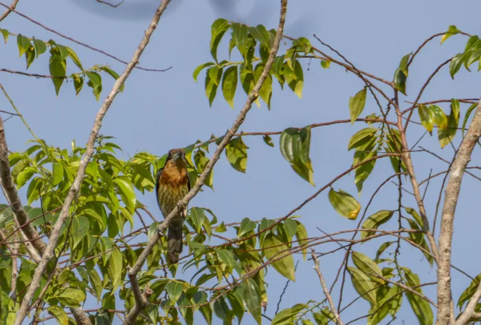 File:Capito brunneipectus - Kevin Brix - 560073484.jpeg