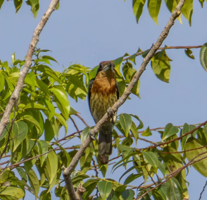 File:Capito brunneipectus - Kevin Brix - 560073484 (cropped).jpeg