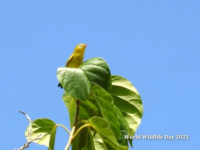 File:Zosterops flavissimus 114616978.jpg