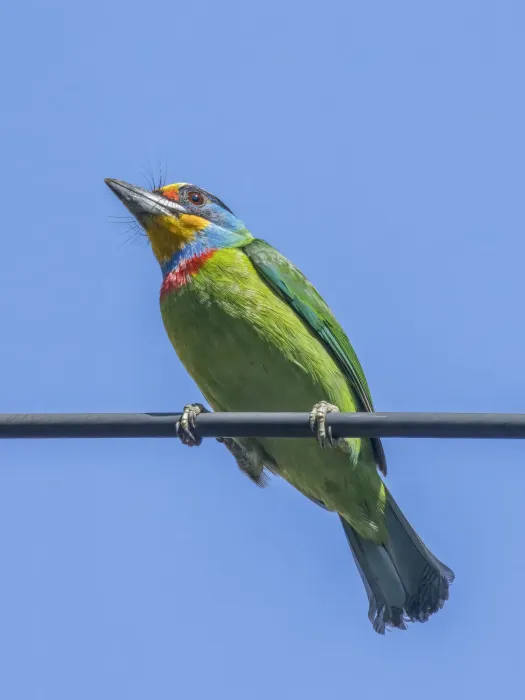 File:Taiwan barbet (Psilopogon nuchalis) Qianshan.jpg