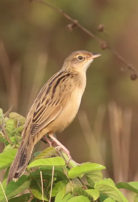 File:Bristled grassbird (Schoenicola striatus).jpg