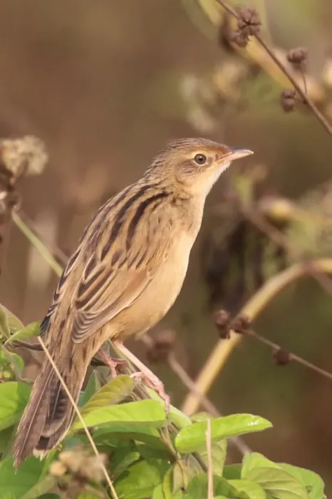 File:Bristled grassbird -Schoenicola striatus.jpg