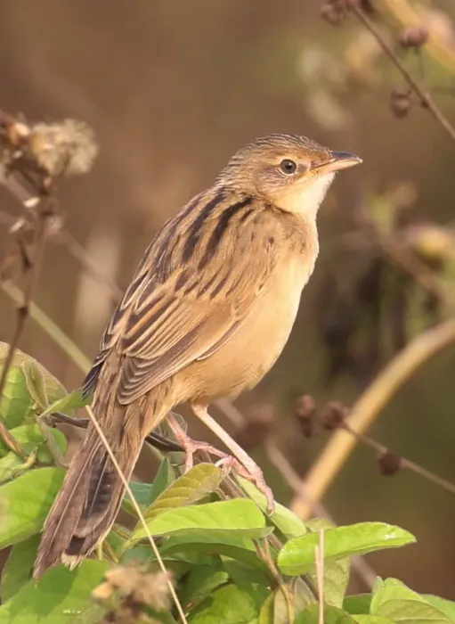 File:Bristled grassbird Schoenicola striatus.jpg