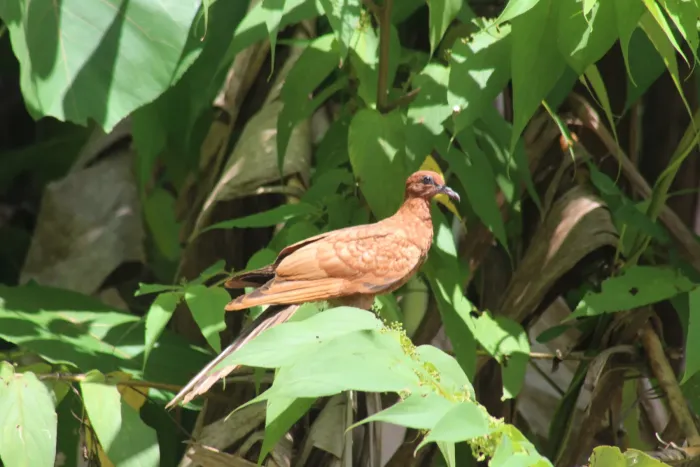 File:Macropygia cinnamomea - Galih Alamsyah - 535455217.jpeg