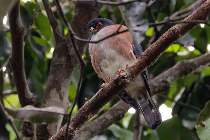 File:Tachyspiza erythropus - Lionel CASSET - 460654521.jpeg