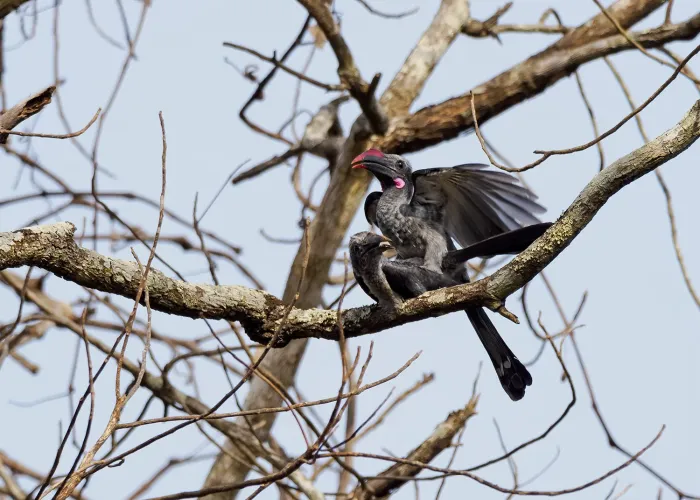 File:Horizocerus granti - Robin Fjellström - 270724099.jpeg