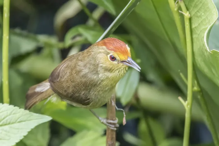 File:Rufous-capped babbler (Cyanoderma ruficeps praecognitum) Shuangyu 2.jpg