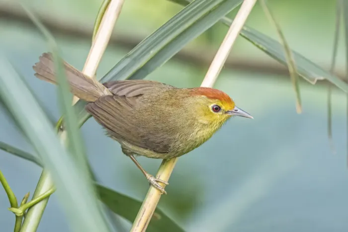 File:Rufous-capped babbler (Cyanoderma ruficeps praecognitum) Shuangyu.jpg