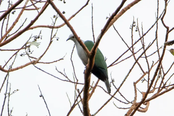 File:Ducula radiata - Jesse Long - 412487366.jpeg