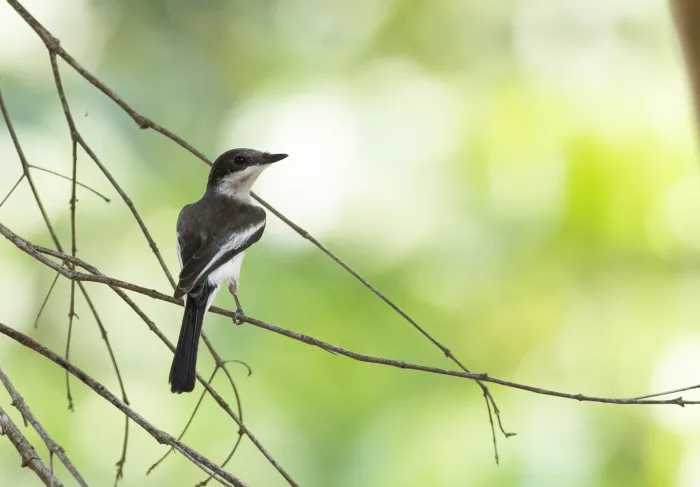 File:Hemipus picatus - Forest Botial-Jarvis - 184448876.jpeg