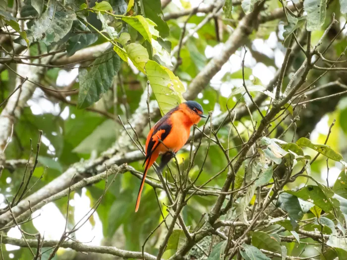 File:Pericrocotus miniatus - Jason Alexander - 600061725.jpeg