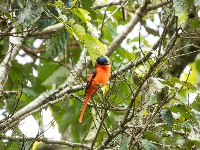 File:Pericrocotus miniatus - Jason Alexander - 600061721.jpeg