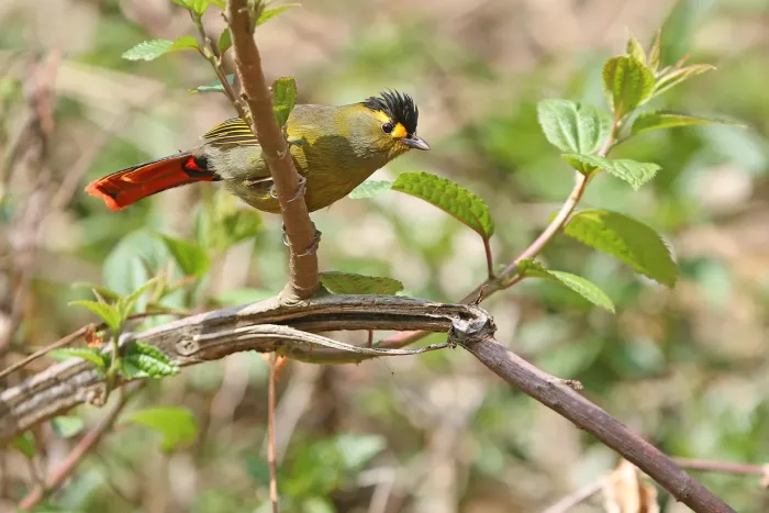 File:Liocichla bugunorum - James Eaton - 395650979.jpeg