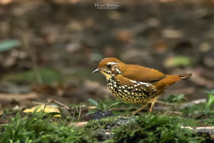 File:Chamaeza turdina - Hugo Bernal Hernández - 196911073.jpeg