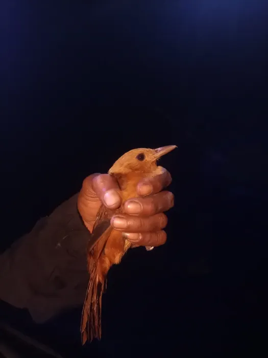 File:Pitohui kirhocephalus - Banyumili - 588363414.jpeg