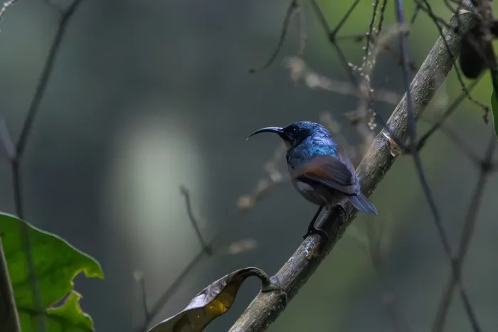 File:Cinnyris rufipennis - Hubert Stelmach - 604590275.jpeg