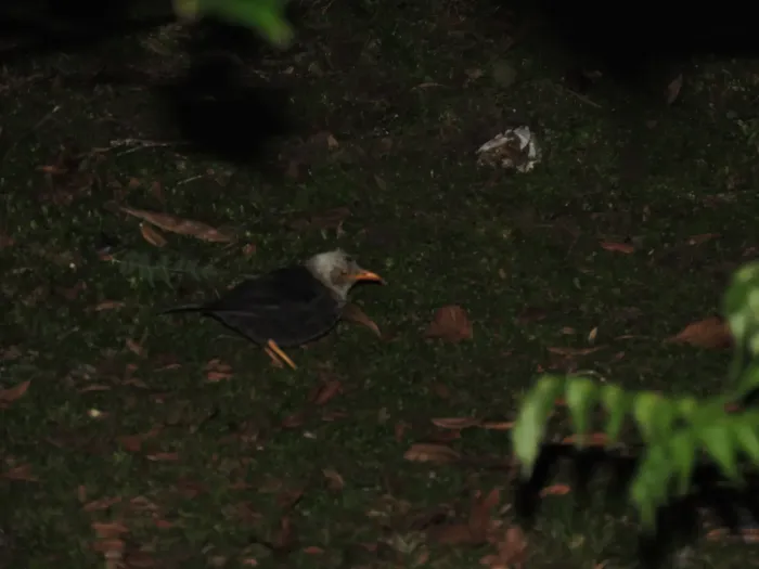 File:Turdus deningeri deningeri - Mangiring Sibarani - 624408766.jpeg