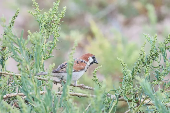 File:Passer castanopterus - Nathan Mesnildrey - 385194466.jpeg