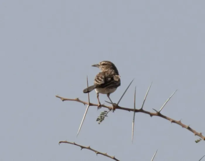 File:Calendulauda gilletti - avocat - 617995624.jpeg