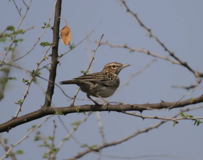 File:Calendulauda gilletti - Mikael Bauer - 27468631.jpeg