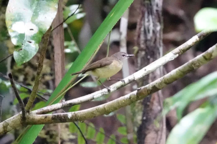 File:Gerygone hypoxantha - Jonathan M - 214115027.jpeg