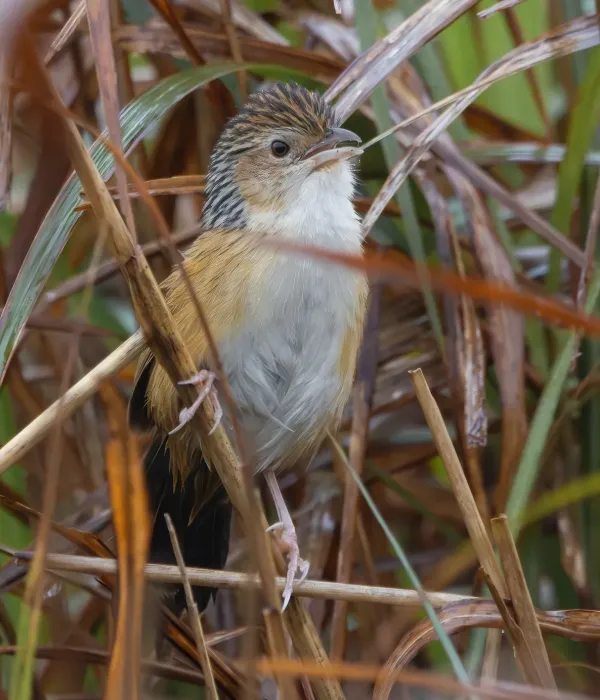 File:Graminicola striatus - Enoch Cheuk - 491112657.jpeg