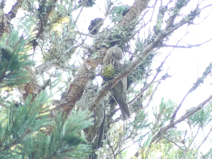 File:Loxia scotica - Simone Littledale - 562388281.jpeg