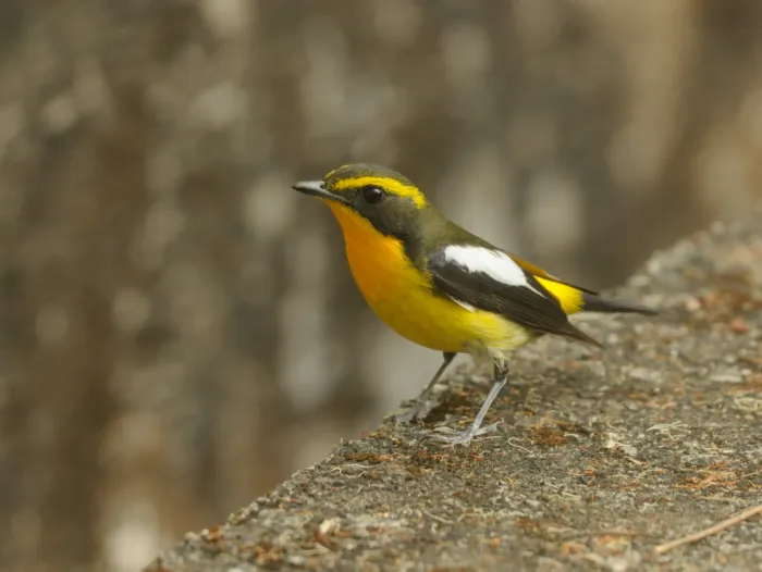 File:Ficedula owstoni - Enoch Cheuk - 517506080.jpeg