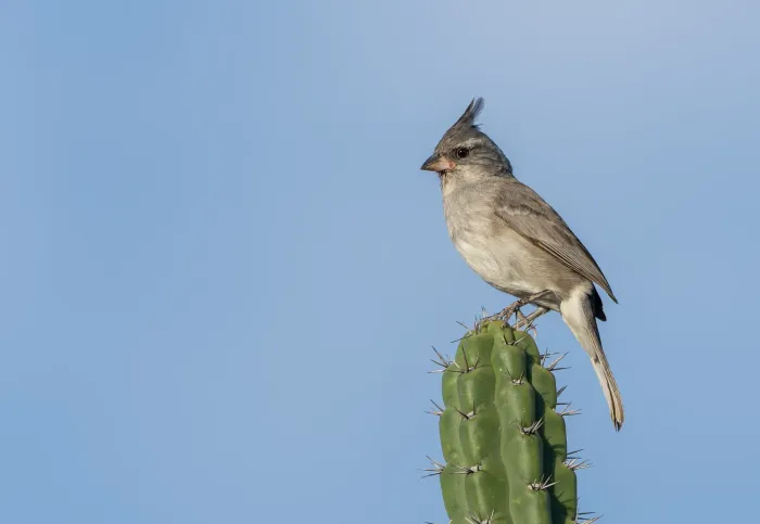 File:Lophospingus griseocristatus - David F. Belmonte - 582750294.jpeg