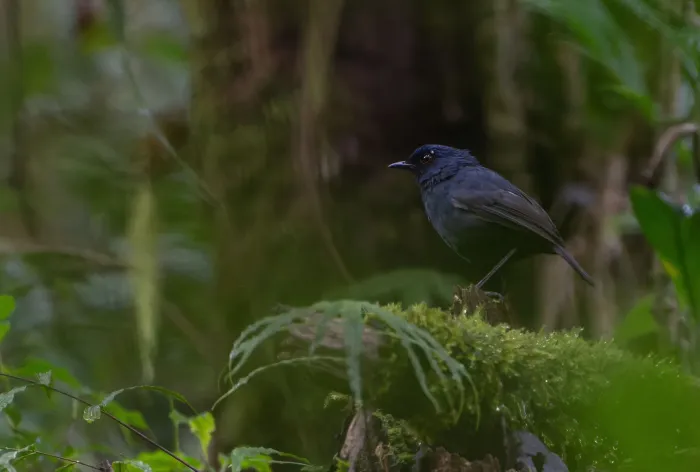 File:Heinrichia calligyna - khalebyordan - 593168458.jpeg