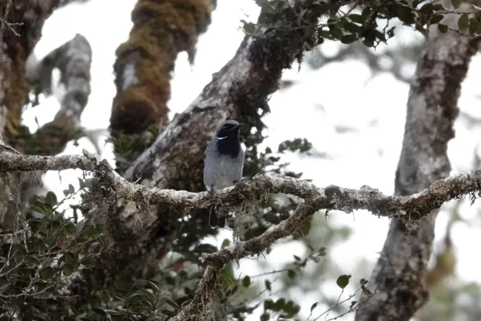 File:Plesiodryas albonotata - Jonathan M - 218218071.jpeg