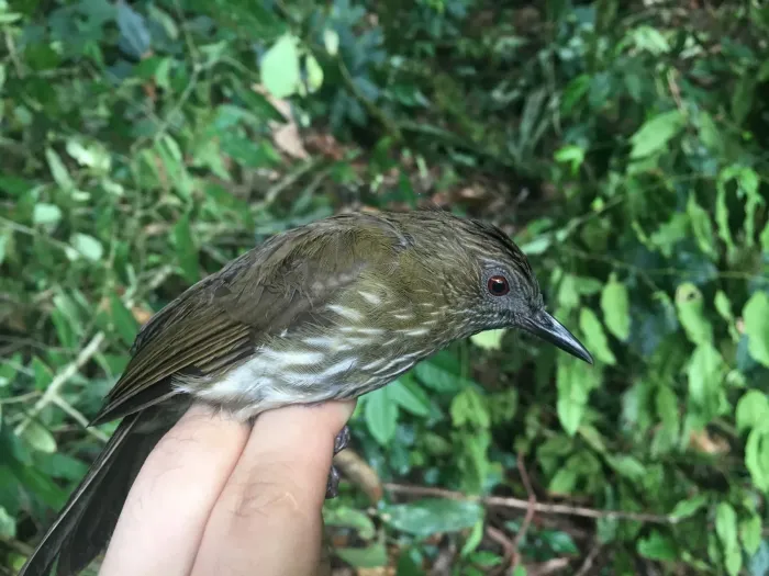 File:Ixos sumatranus - Oscar Johnson - 81825470.jpeg