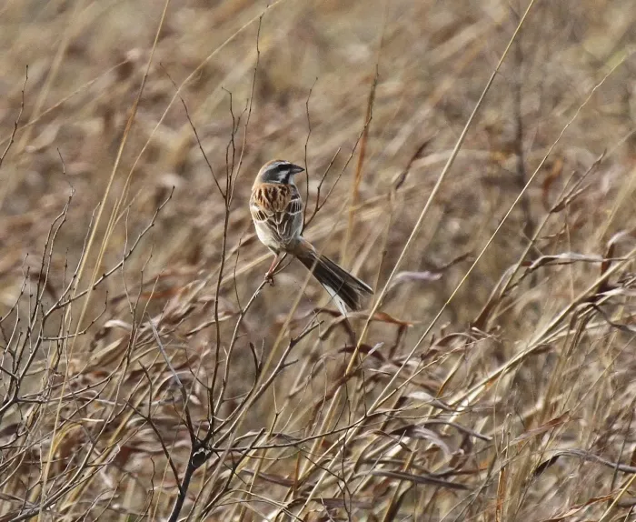 File:Emberiza jankowskii - Mikael Bauer - 29001448.jpeg