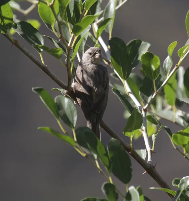 File:Crithagra xanthopygia - Mikael Bauer - 28400920.jpeg