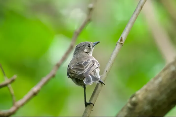 File:Pomarea iphis - Rachael Kaiser - 612795515.jpeg