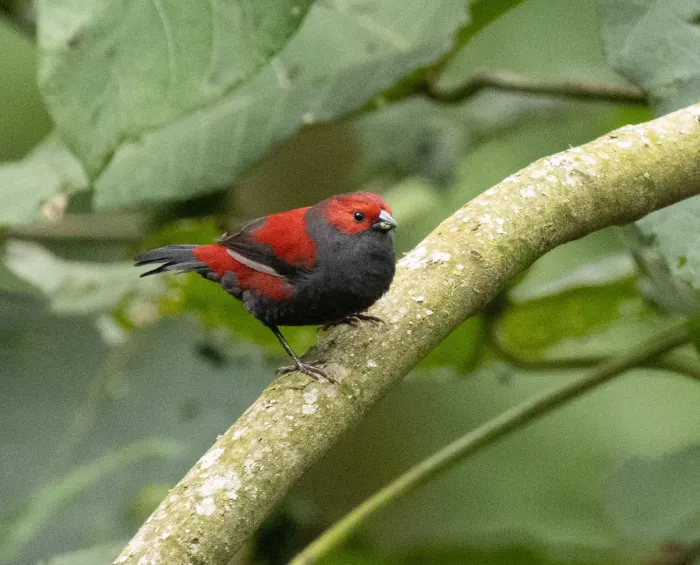 File:Cryptospiza jacksoni - avocat - 602384753.jpeg