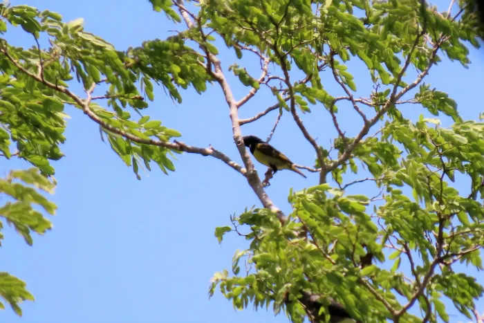 File:Ploceus golandi - Audrey Whitlock - 324249749.jpeg