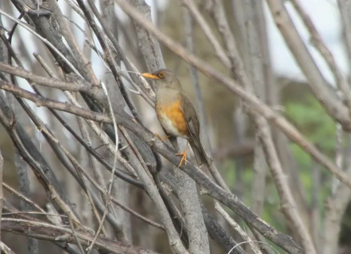 File:Turdus erythropleurus - ian mcallan - 365623428.jpeg